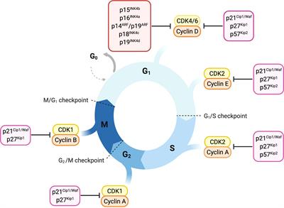 Cyclin-dependent kinase inhibitors in malignant hematopoiesis Biology Diagrams